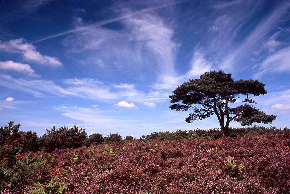 Summer Pine and Heather, Bratley View